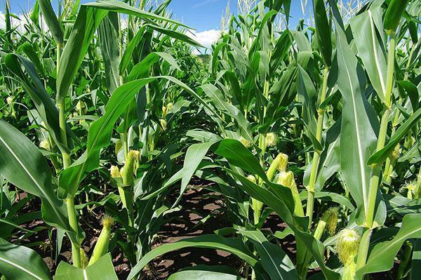 поле сахарной кукурузы