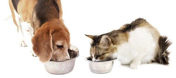 полезное питание для собак и кошек