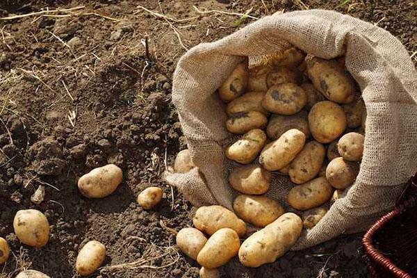 сбор урожая картофеля