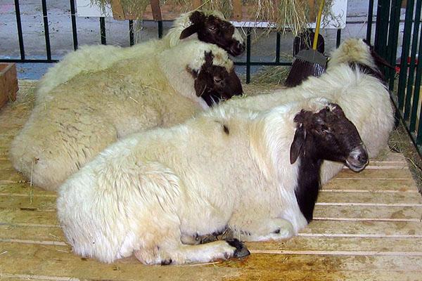 содержание курдючных овец