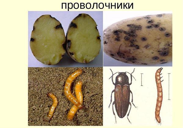 вредитель картофеля проволочник