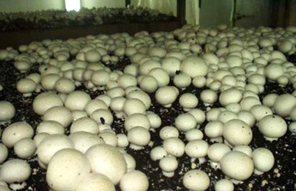 Грибы – подготовка компоста, заражение грибными спорами, видео