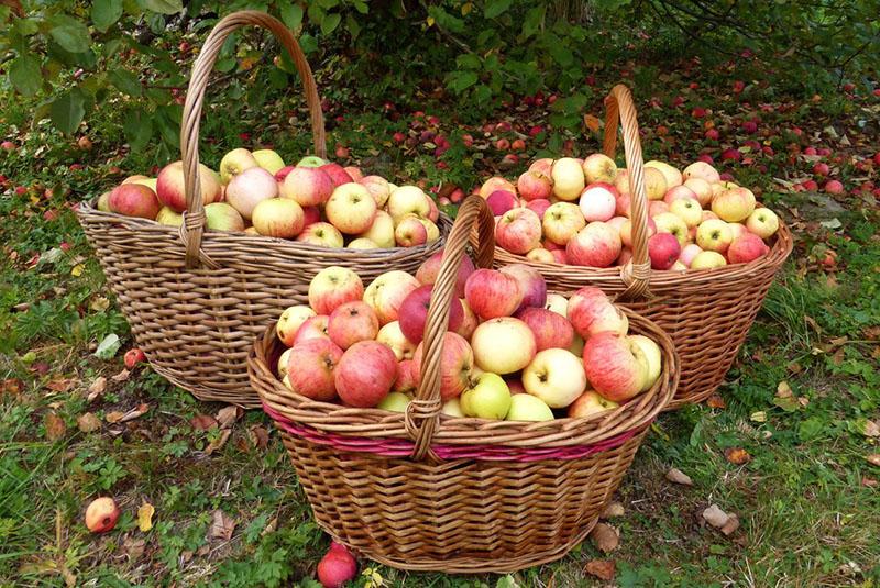 сбор урожая яблок