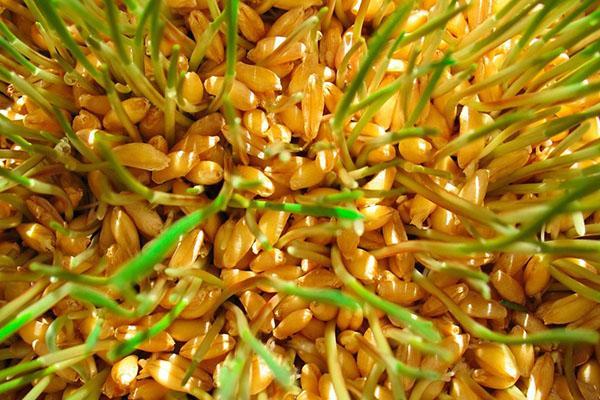пророщенная пшеница готова к употреблению