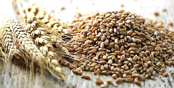 пшеница для приготовления каши