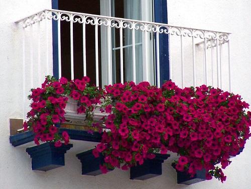 красные петунии на балконе