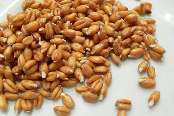 пророщенные зерна пшеницы