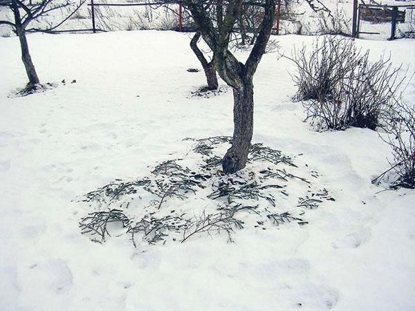 первый снег в саду