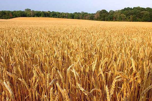 поле озимой пшеницы