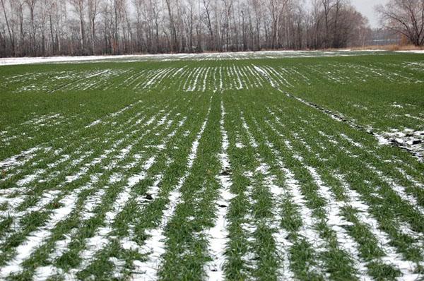 поле озимой пшеницы в зимний период