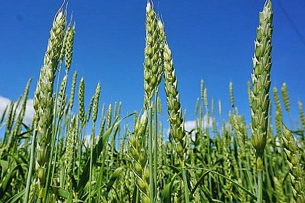 пшеница после обработки против болезней и вредителей