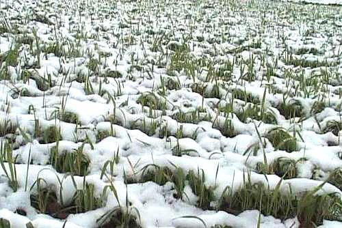 посевы озимой пшеницы под снегом