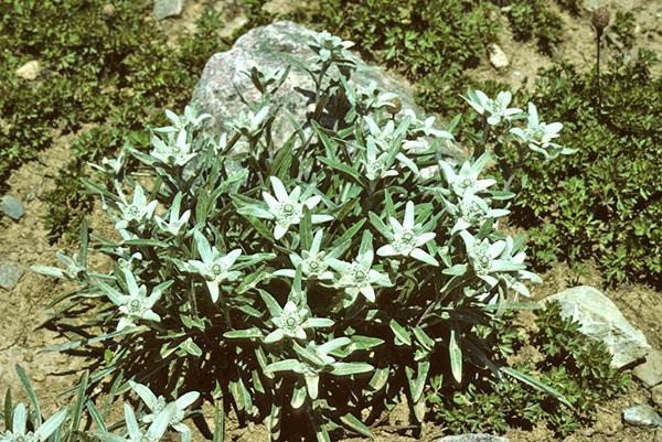 Растения для альпийской горки многолетники фото с названиями солнцелюбивые