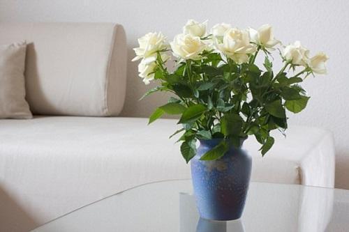 Как ухаживать за розами в вазе с водой: полезные советы, видео