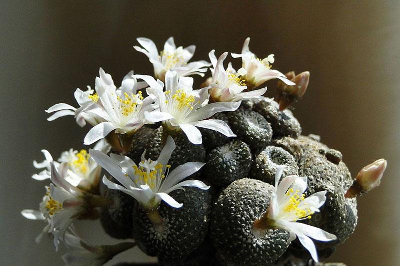 Блоссфельдия карликовая (Blossfeldia Liliputana)