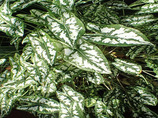 пятнистые листья каладиума