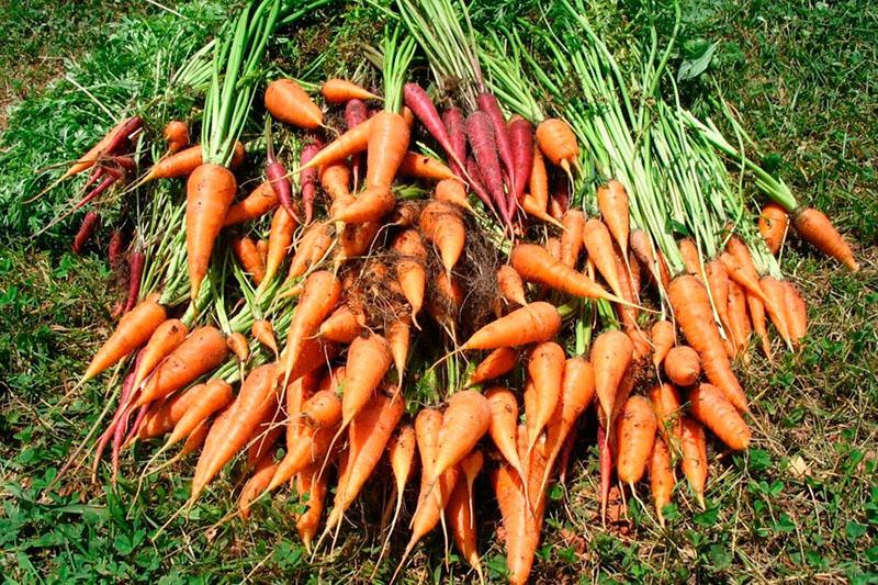 сочная зрелая морковь