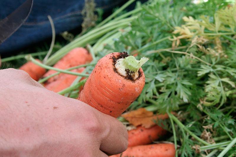 правила сбора урожая моркови