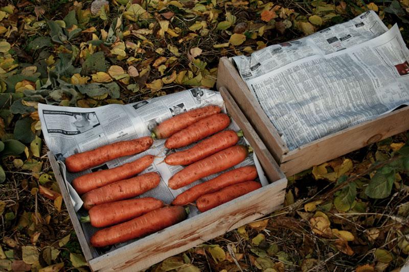 хранение моркови в ящиках
