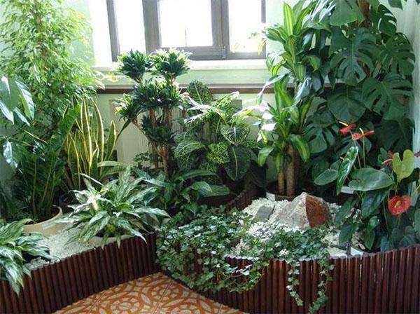 комнатные растения зимой