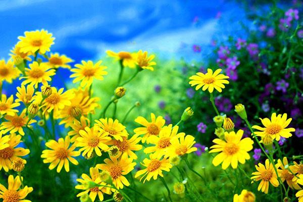Желтые полевые цветы (135 фото)