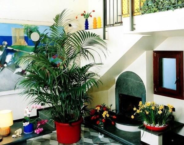 Перистолистная пальма Ховея – уход в домашних условиях, подкормки, грунт, видео