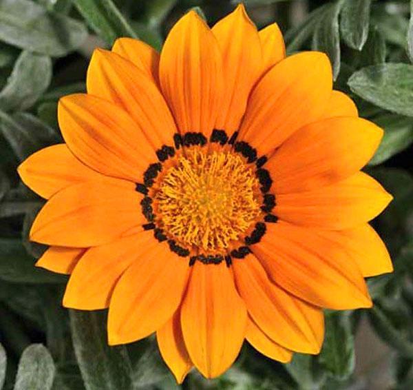 нежно-оранжевый цветок