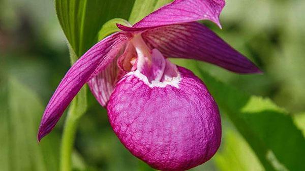 форма цветка орхидеи венерин башмачок