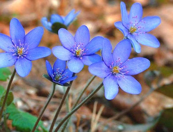 синие цветы