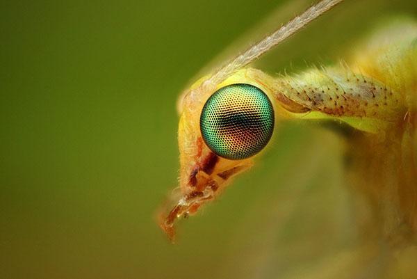 особенные глаза насекомого