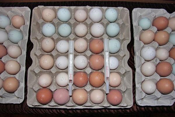 хранение яиц на инкубацию