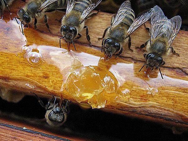 подкормка пчел в феврале