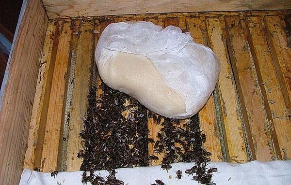 сахарное тесто для пчел