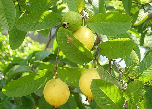 фруктовое дерево гуава