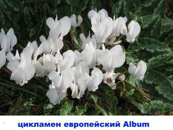 цикламен европейский Album