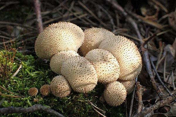 гриб дождевик обладает лечебными свойствами
