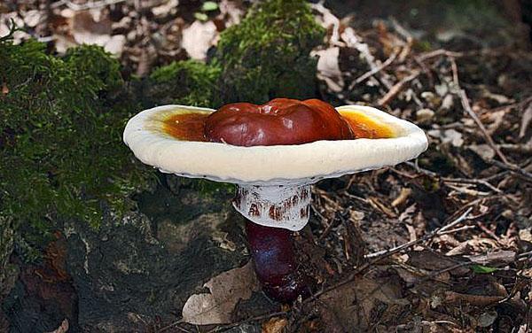 гриб рейши в дикой природе