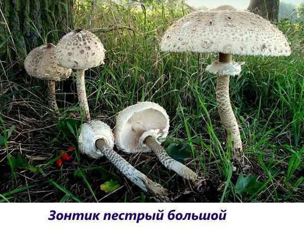 Как выглядят грибы-зонтики и как отличить их от грибов других видов