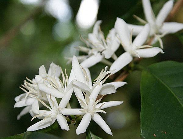 белоснежные цветы кофейного дерева
