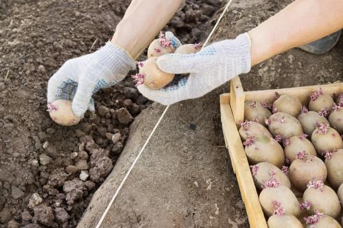 летняя посадка картофеля