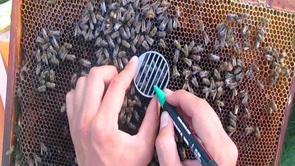 процесс разметки пчелы