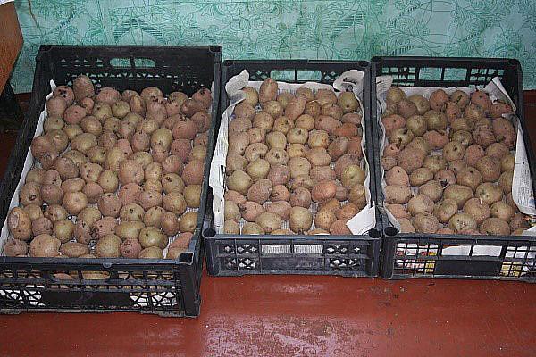 подготовка картофеля к посадке