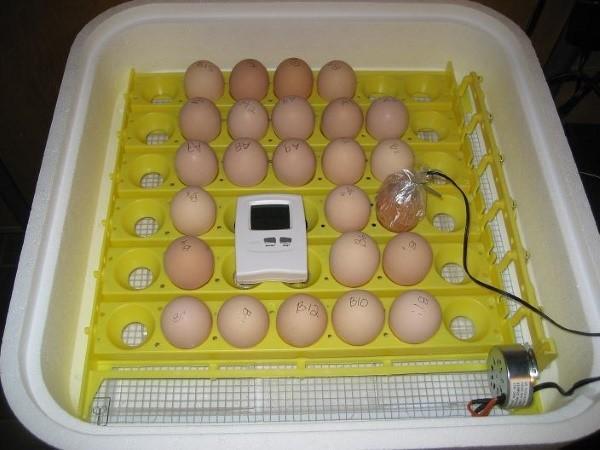 закладка яиц в инкубатор