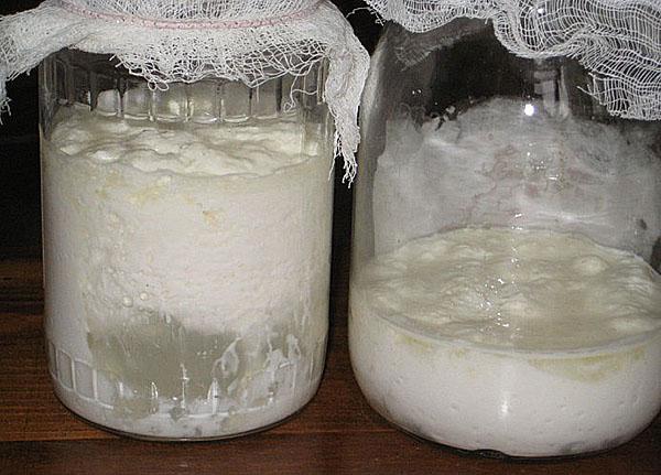 выращивание молочного гриба