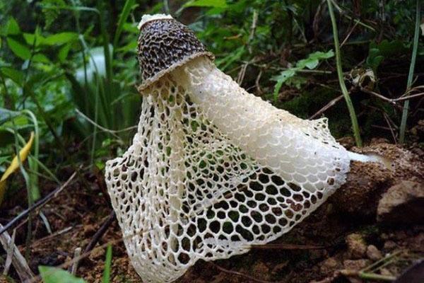 Необычные грибы съедобные – фото и описание саркосцифры алой, веселки, бамбукового, видео