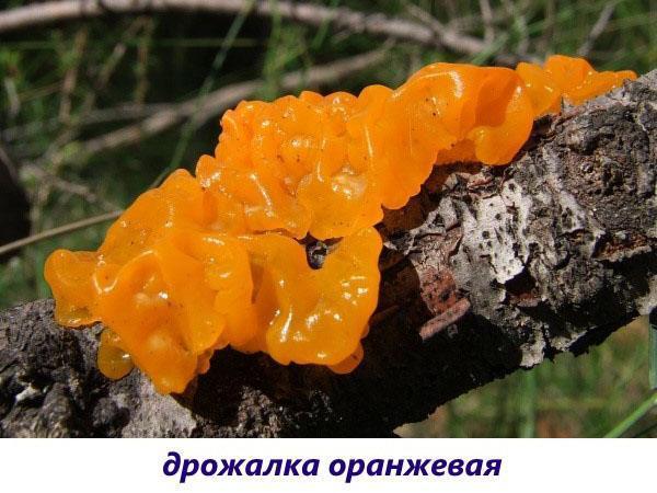 гриб дрожалка оранжевая