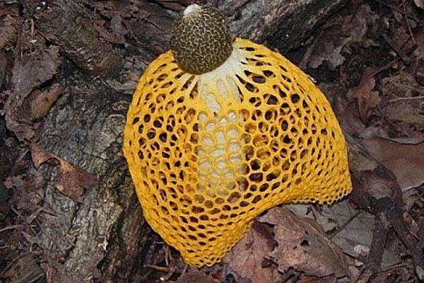 бамбуковый гриб в желтой юбочке