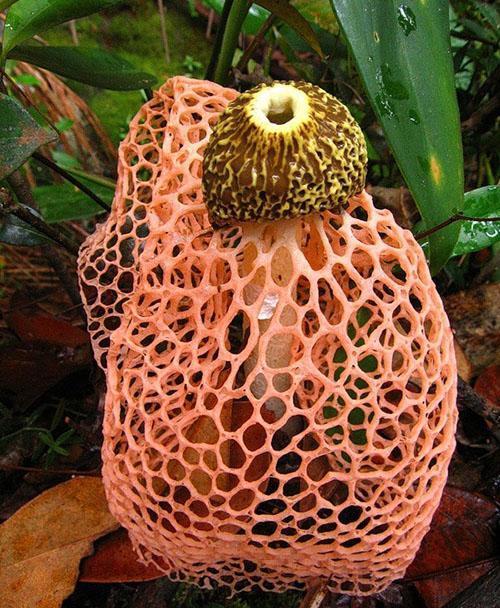 бамбуковый гриб в оранжевой юбочке