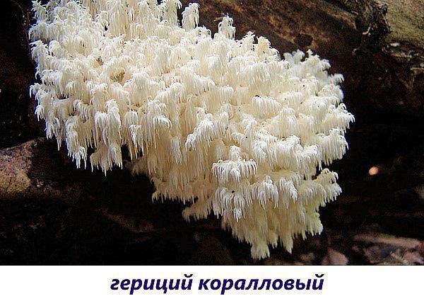 гриб гериций коралловый