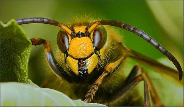 здоровая пчела